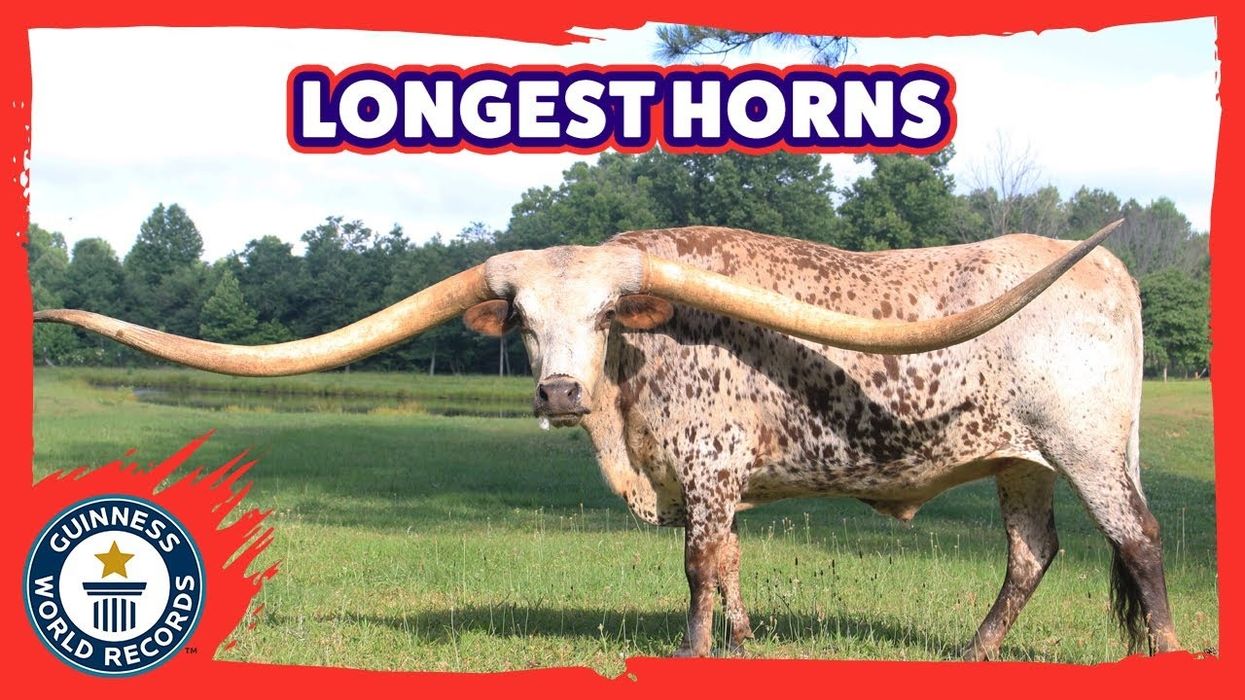 Alabama steer sets Guinness World Record with horn span wider than Statue of Liberty’s face