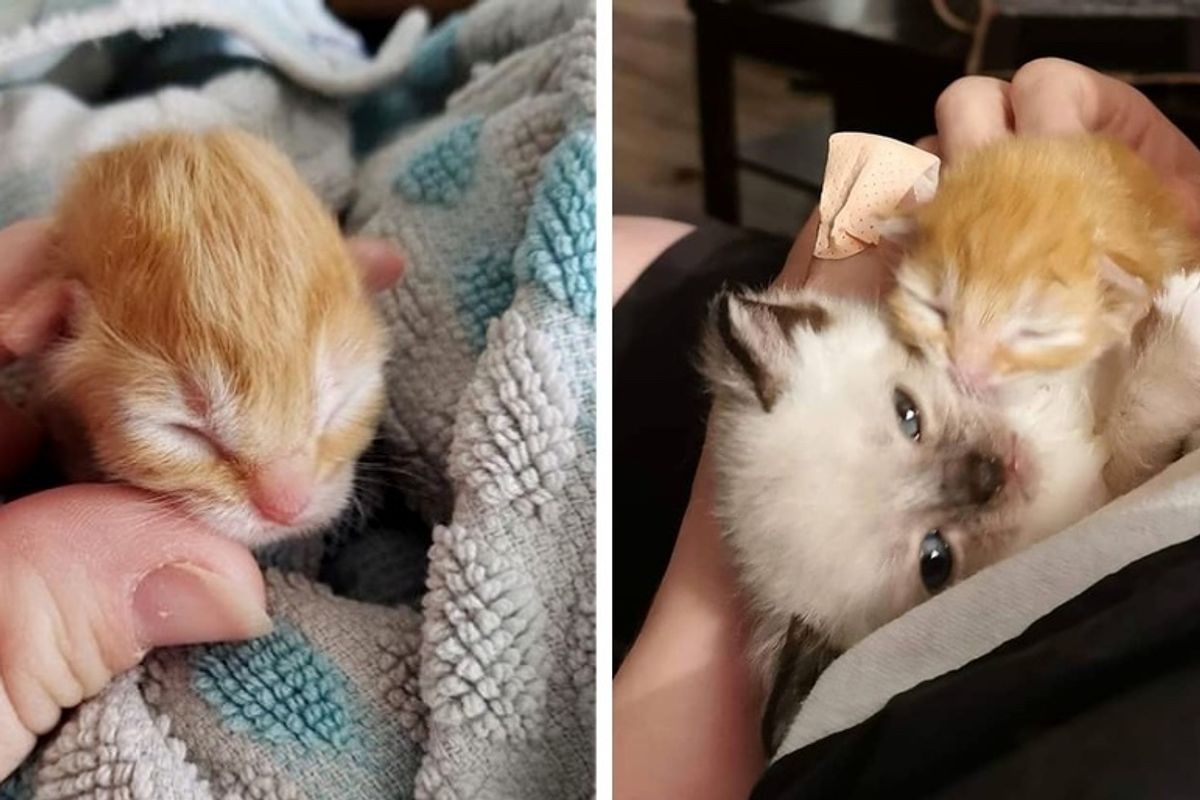Orphaned Kitten is So Happy When He Gets to Cuddle With Other Rescued Kitties