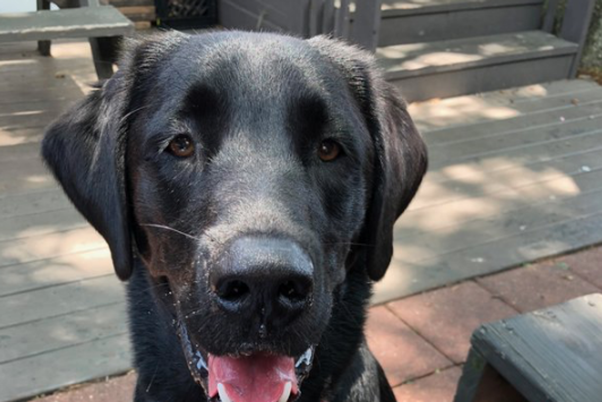 Checking out some dog-friendly patios in Houston