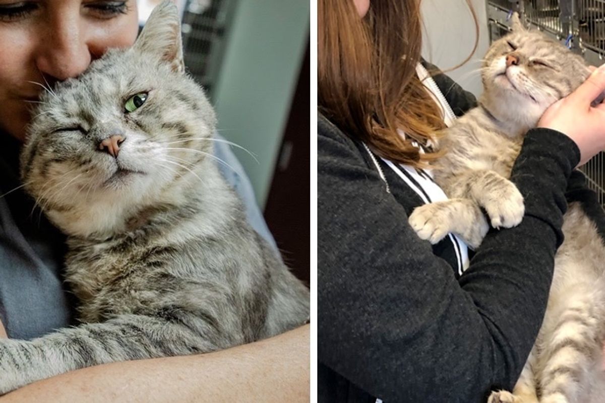 Scruffy Street Cat Can't Stop Hugging Everyone He Meets After He was Rescued