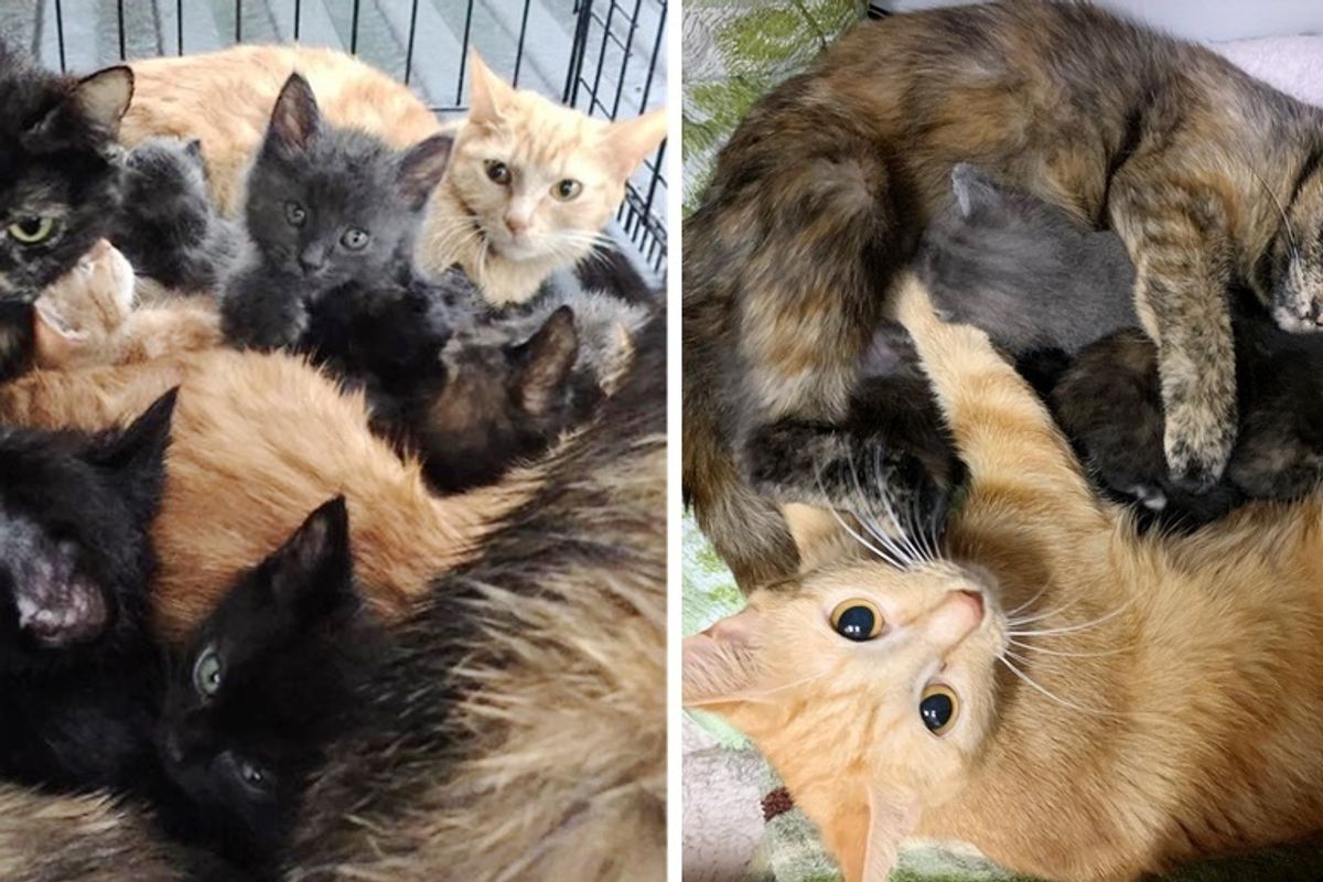 13 Cats and Kittens Rescued from Crate - They Look After Each Other as a Big Family