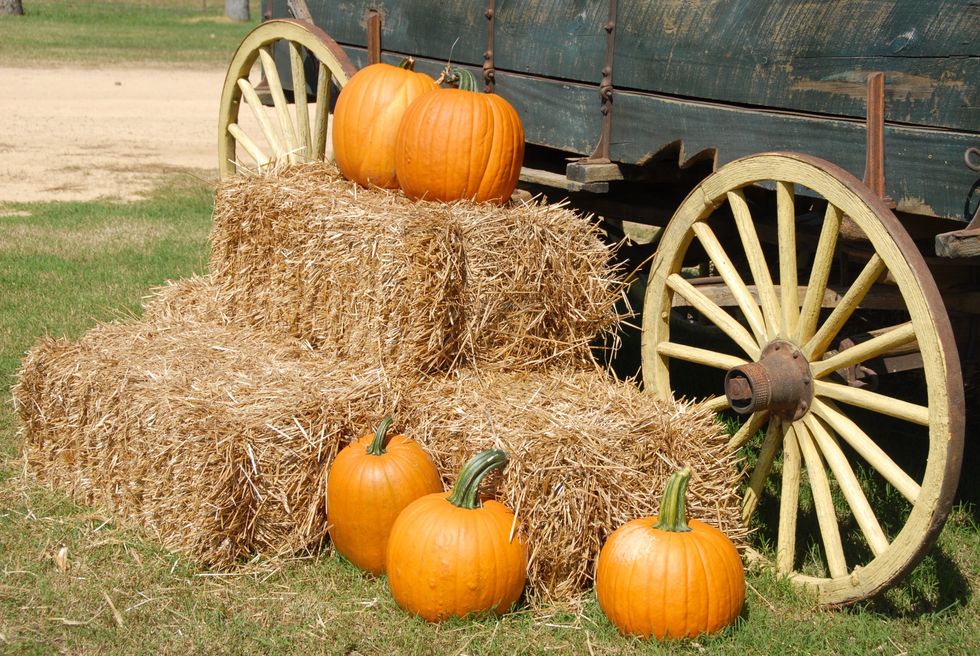 5 Reasons Why Visiting A Pumpkin Patch Is Better Than Just Buying A Pumpkin