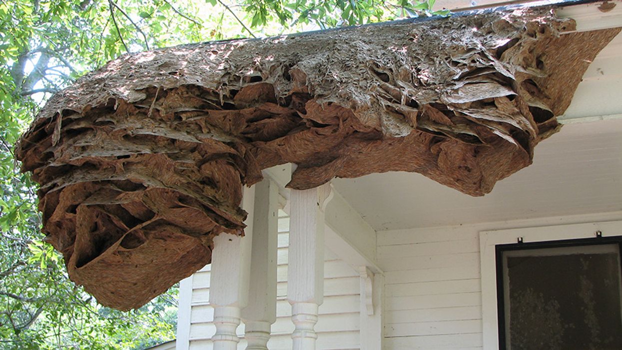 Researchers warn about giant yellow jacket nests in Alabama