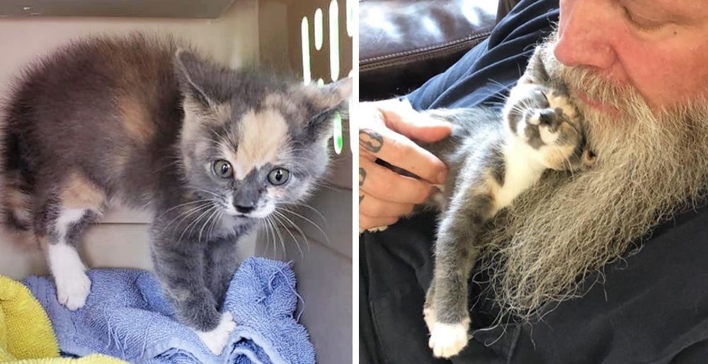 Sassy Rescued Kitten Turns into Cuddle-bug When She's No Longer Alone
