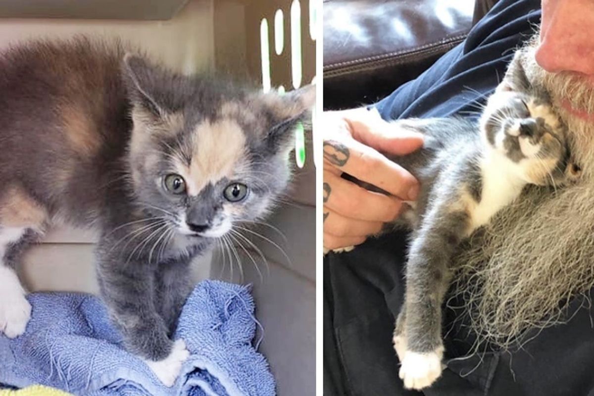 Sassy Rescued Kitten Turns into Cuddle-bug When She's No Longer Alone