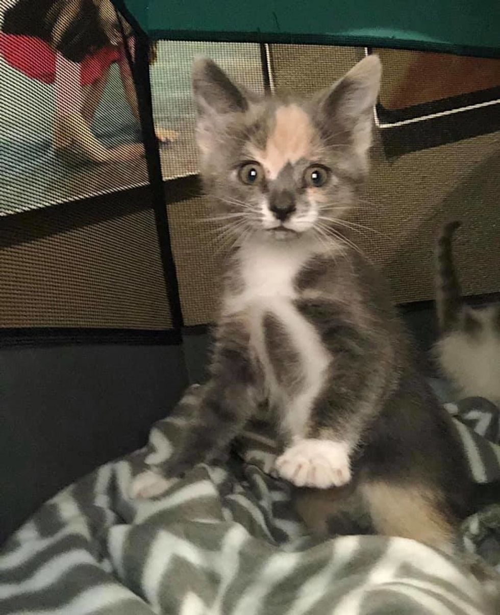 Sassy Rescued Kitten Turns into Cuddle-bug When She's No Longer Alone