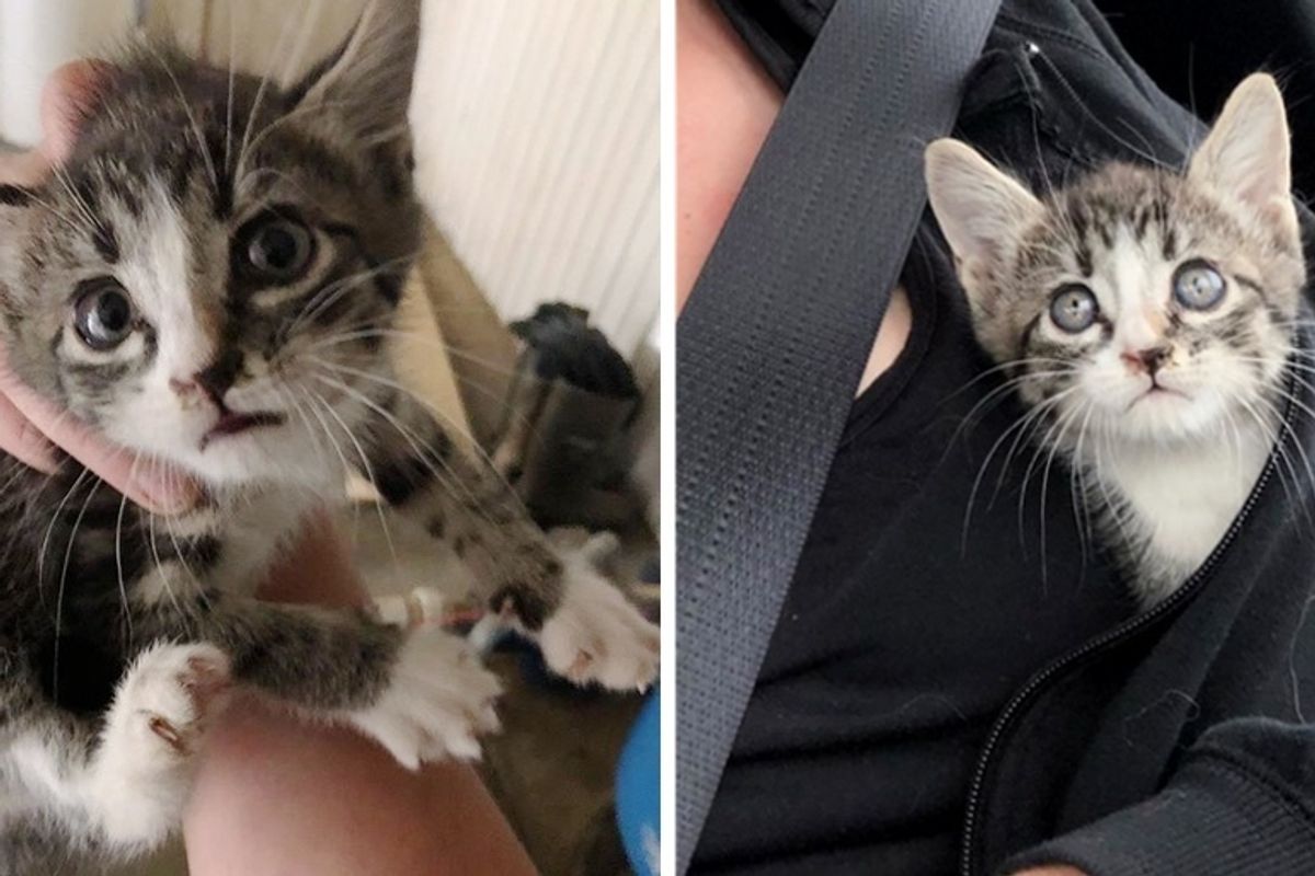Kitten Found Inside a Wall is So Thankful to Be Rescued - She Won't Stop Purring