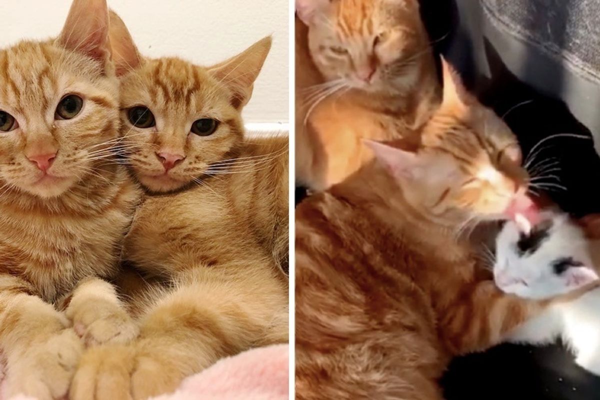 Woman Woke Up to Find Cat Brothers Caring for Rescued Kittens After They Escaped from Playpen
