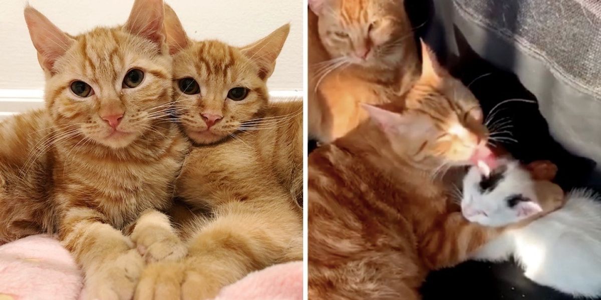 Woman Woke Up to Find Cat Brothers Caring for Rescued Kittens After ...