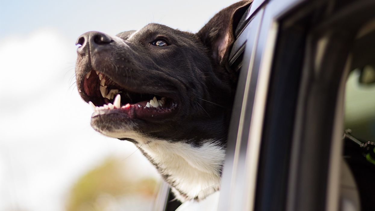 Stray dog 'hijacks' Texas police cruiser, eats officer's beef jerky