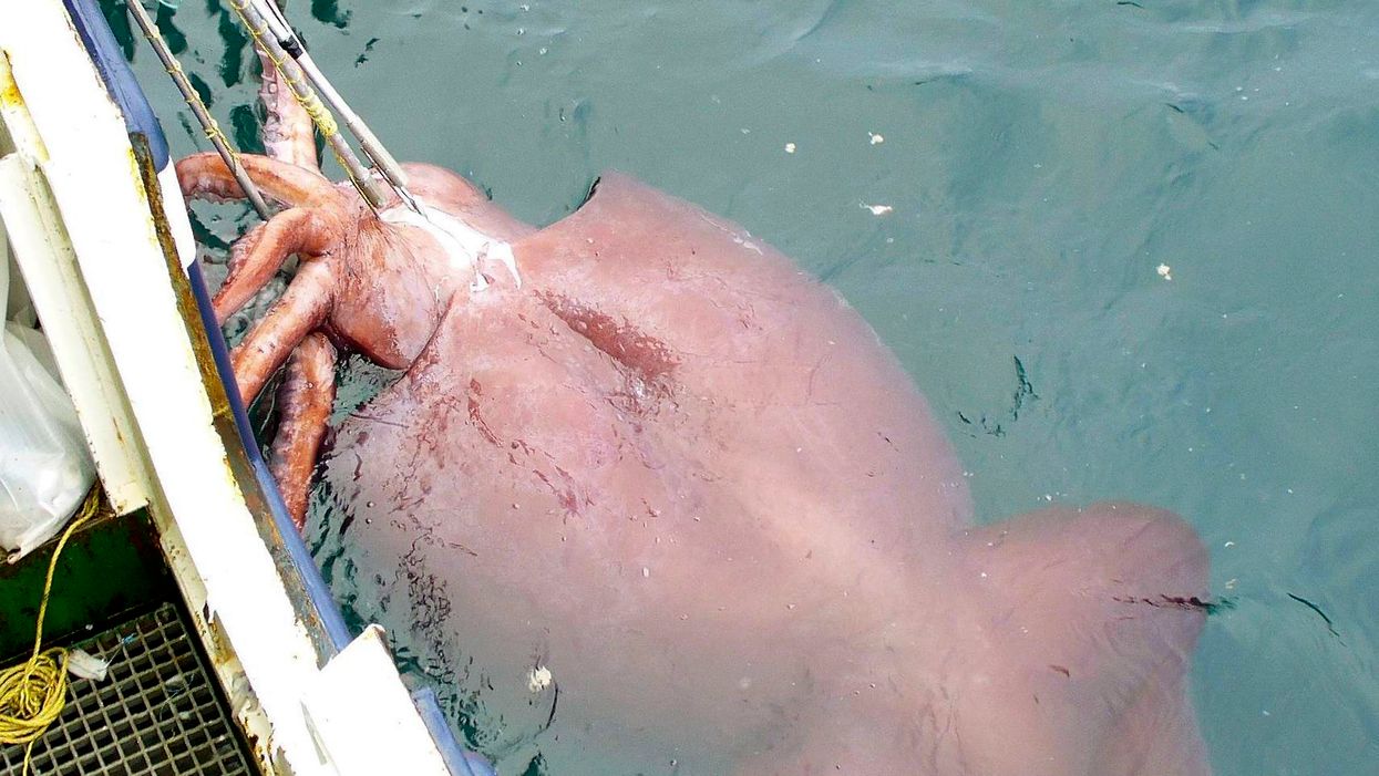 Giant squid captured on camera in the Gulf of Mexico