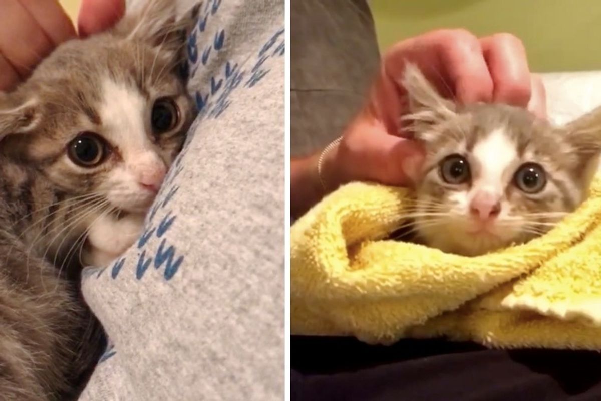 Shy Rescued Kitten Finds Family and Another Kitty to Cuddle - It Turns Her Life Around