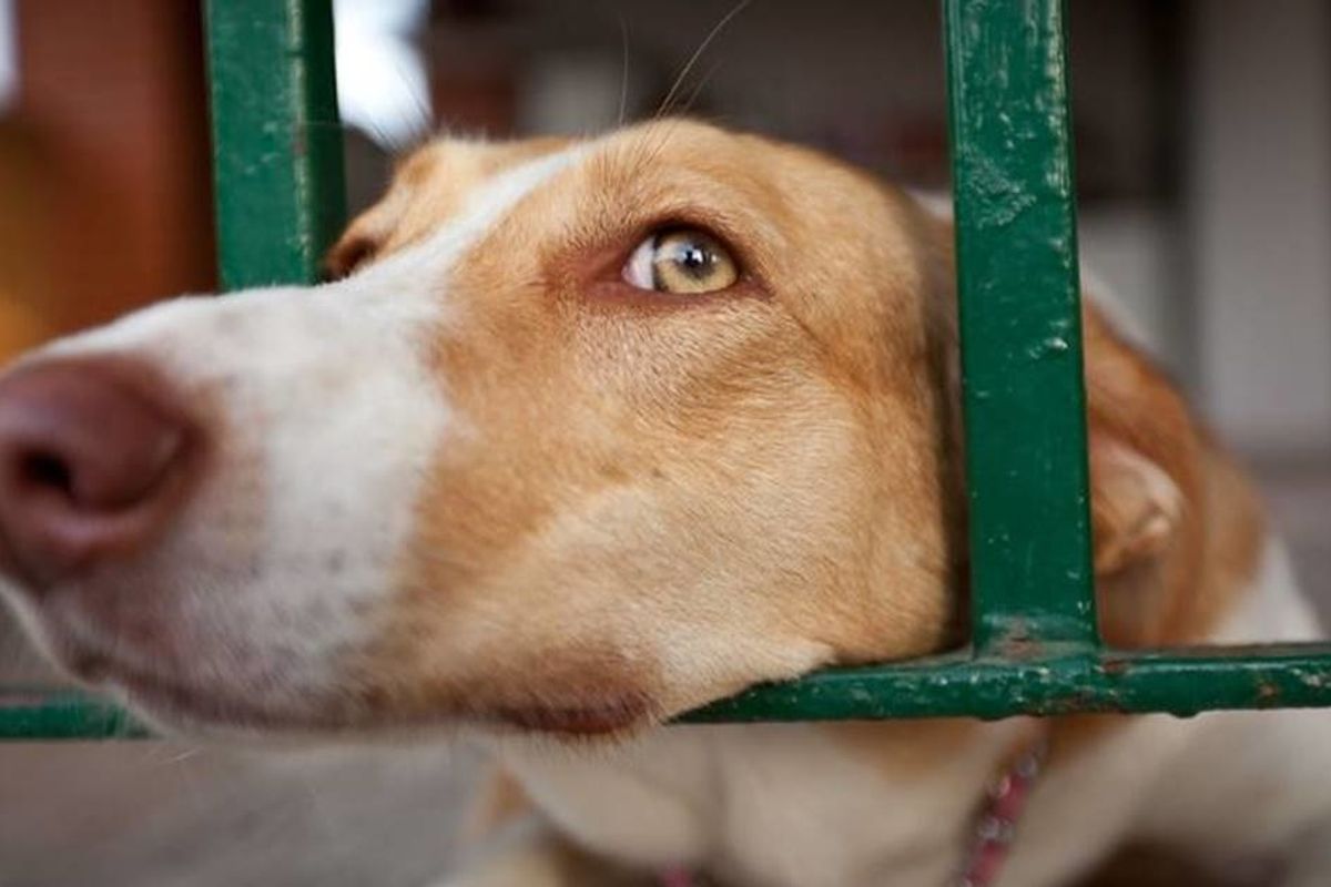 Lawmakers have introduced a bill that makes animal cruelty a nationwide  felony. - Upworthy