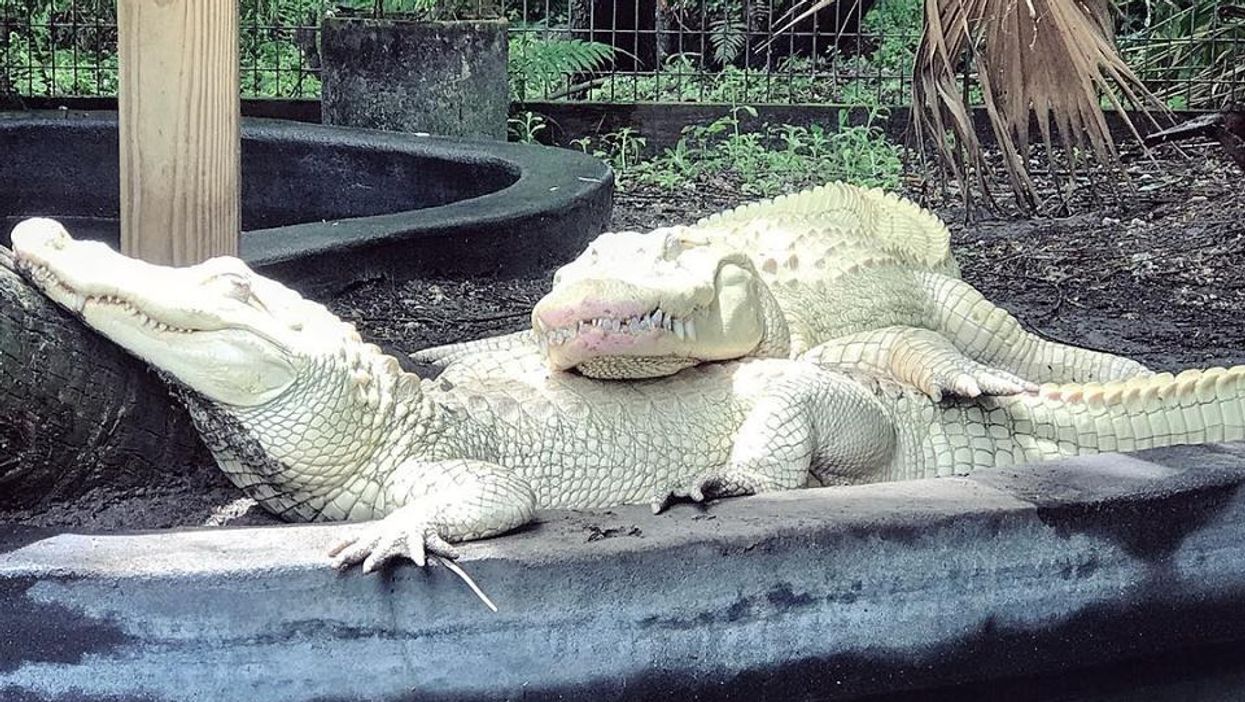 Albino alligators in Florida lay first successful batch of albino eggs in captivity