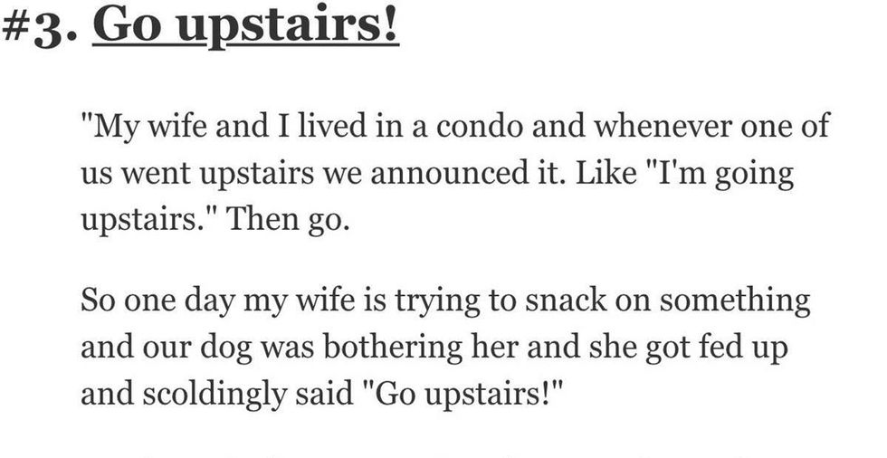 13 pet owners share the funniest thing they’ve accidentally taught their pets to do.