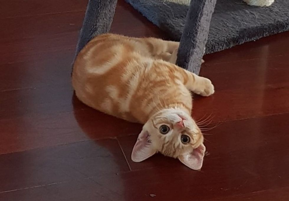 Rescued Cat Who Wants a Family, Adopts Kitten Who Needed a Friend Love Meow