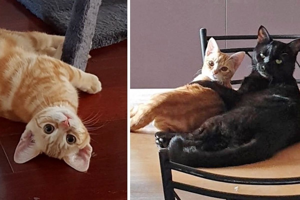 Rescued Cat Who Wants a Family, Adopts Kitten Who Needed a Friend