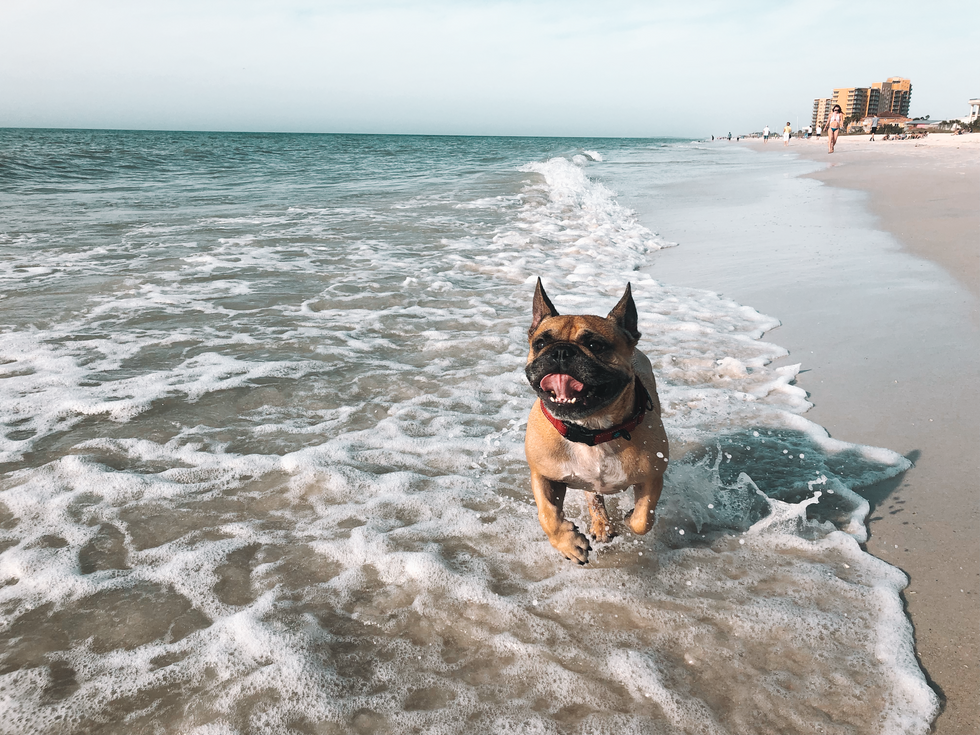 18 Doggo Accounts To Follow On Instagram To Make You Feel Better When Your Day Is A Little Ruff