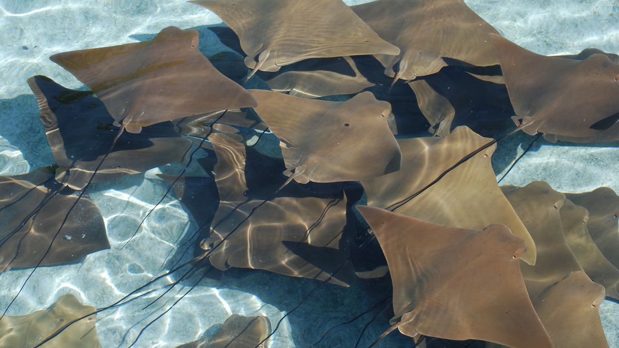 See video of hundreds of stingrays spotted near Florida beach