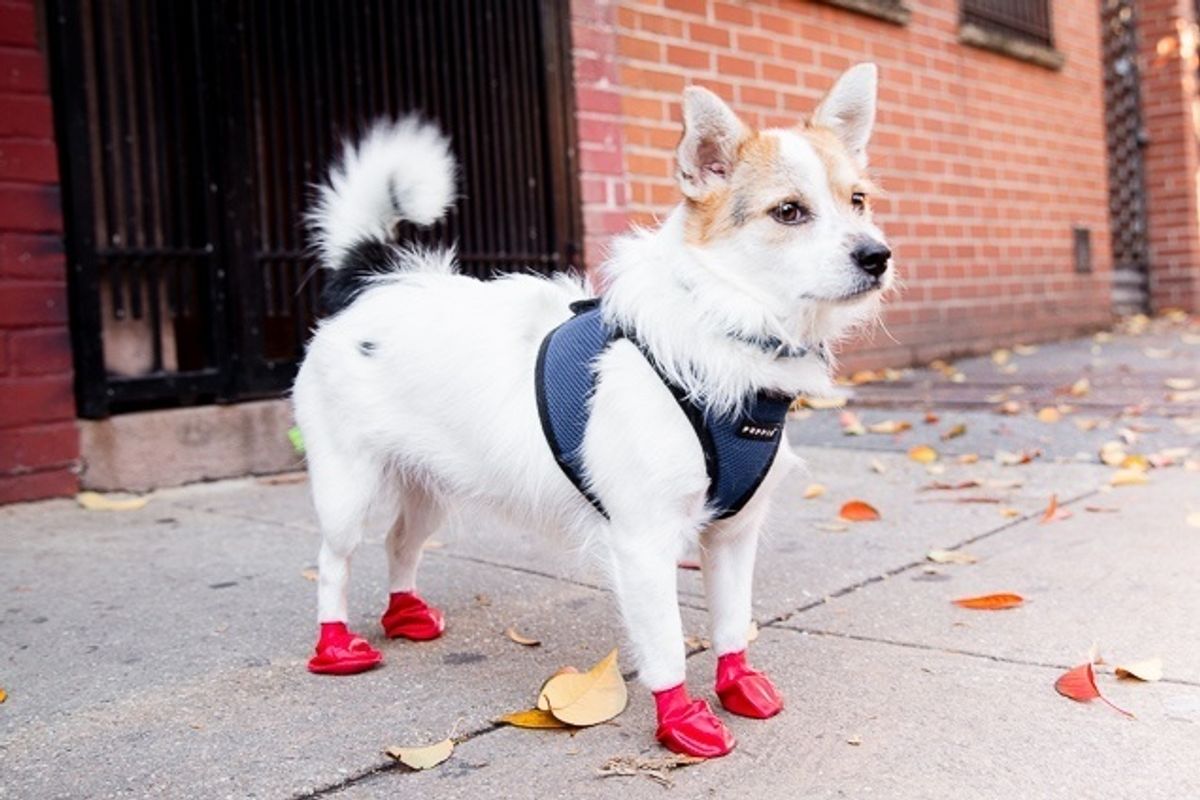 Best Dog Booties for City Dogs