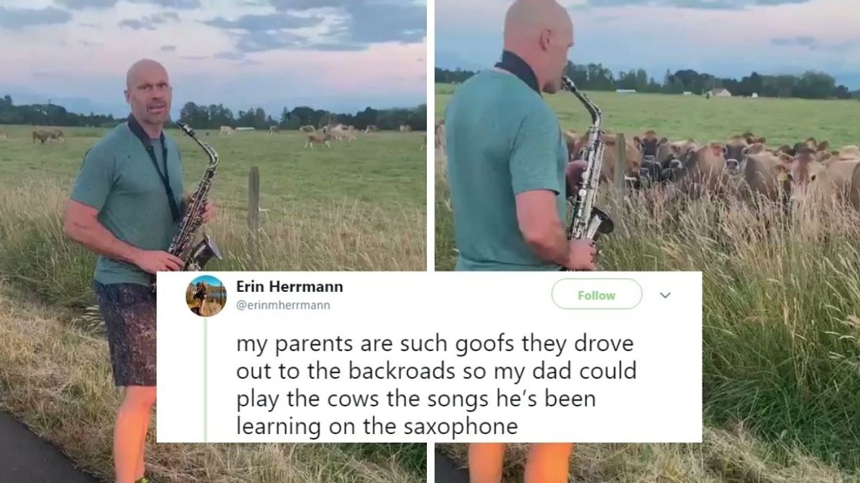 Dad Shows Off His New Saxophone Skills To A Field Of Cows—And They're Super Into It