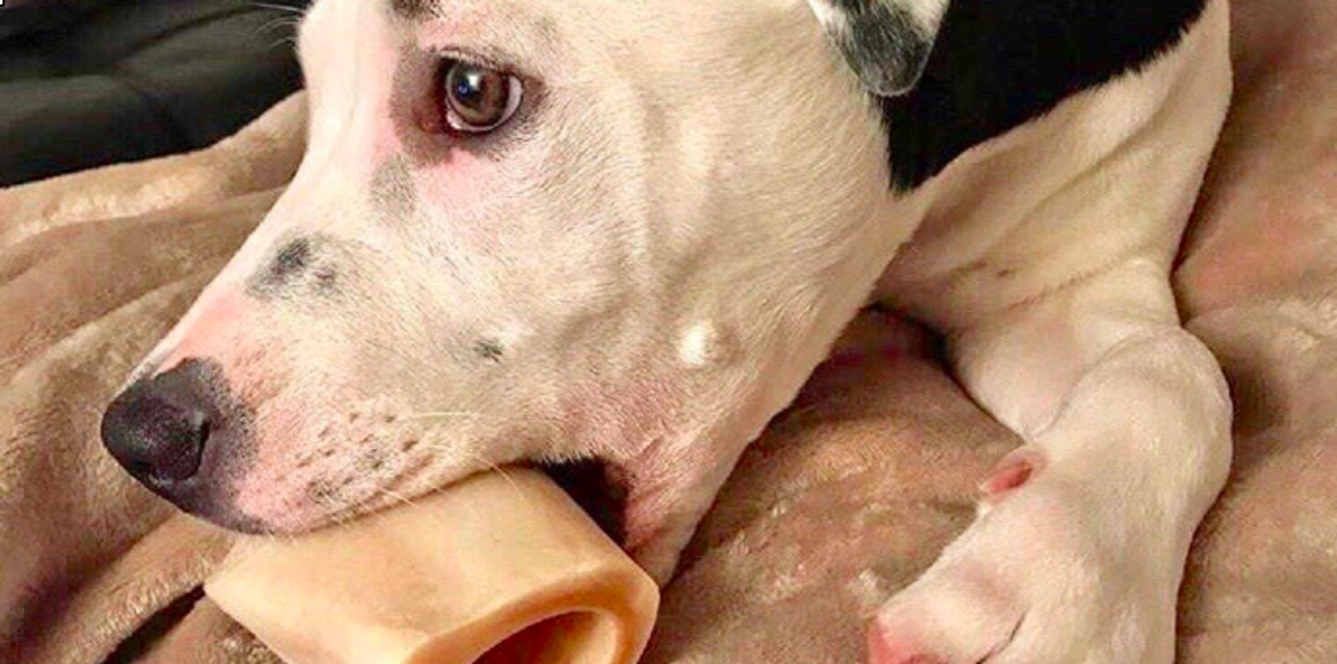 Pitbull Goes Viral After People Realize She Basically Has A Selfie On Her Ear
