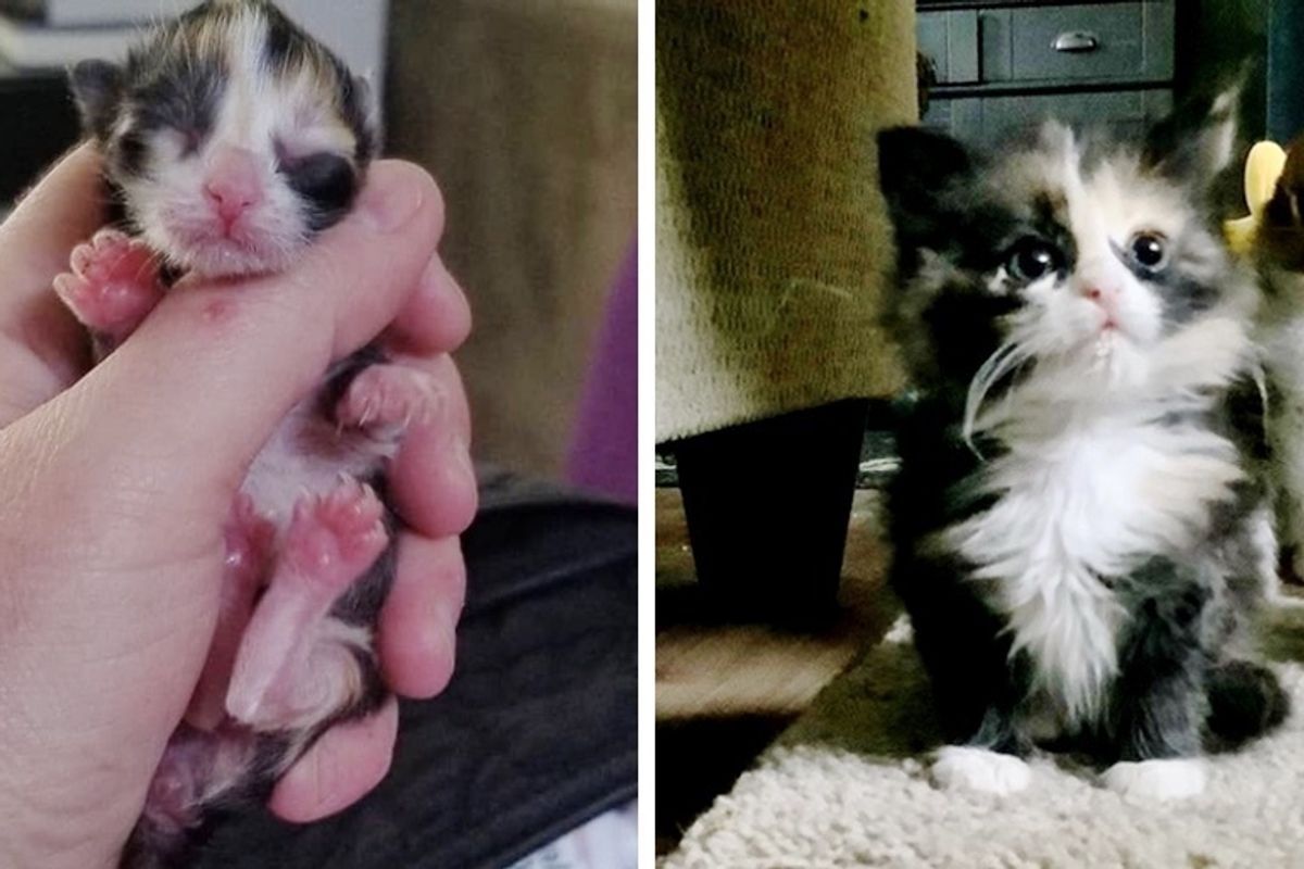 Rescued Kitten Who Was Rejected at Birth, Finds Someone to Love and a New Friend too