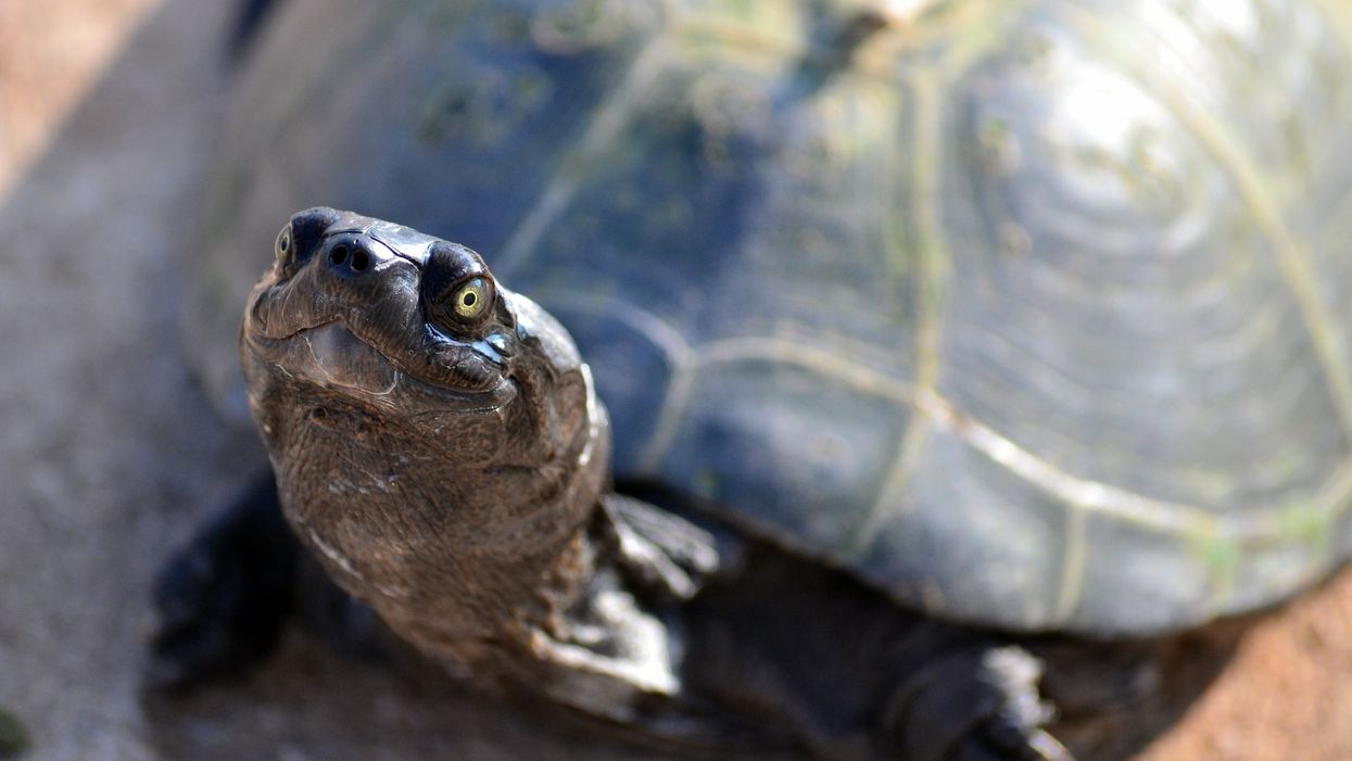 North Carolina rescue group asking for unwanted bras to help injured turtles