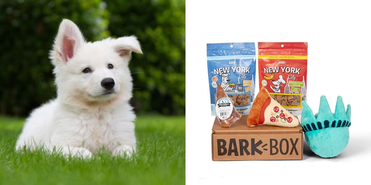 The Best Treats To Help Calm Anxious Dogs From BarkBox Topdust