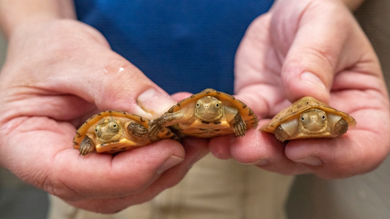 Tennessee Aquarium now home to 'four-eyed' endangered, turtle hatchlings