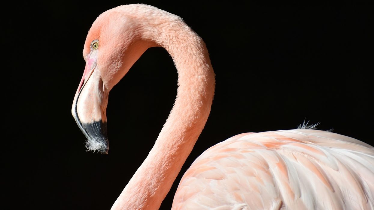 Fugitive flamingo spotted in Texas 14 years after escaping Kansas zoo
