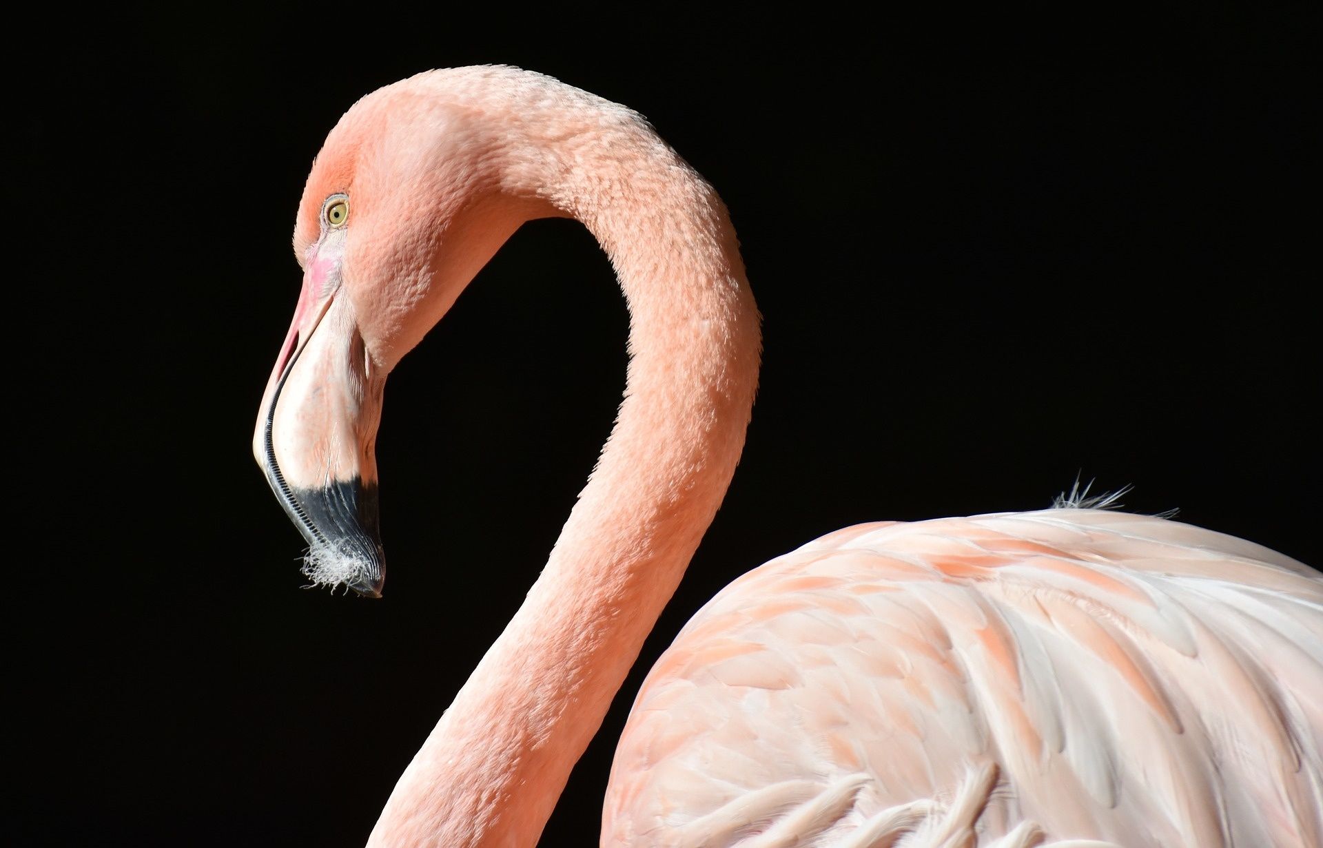 Fugitive Flamingo Spotted In Texas 14 Years After Escaping Kansas Zoo ...