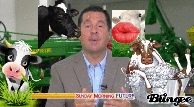 Looks Like Devin Nunes Hitched Himself To A Broken Cow
