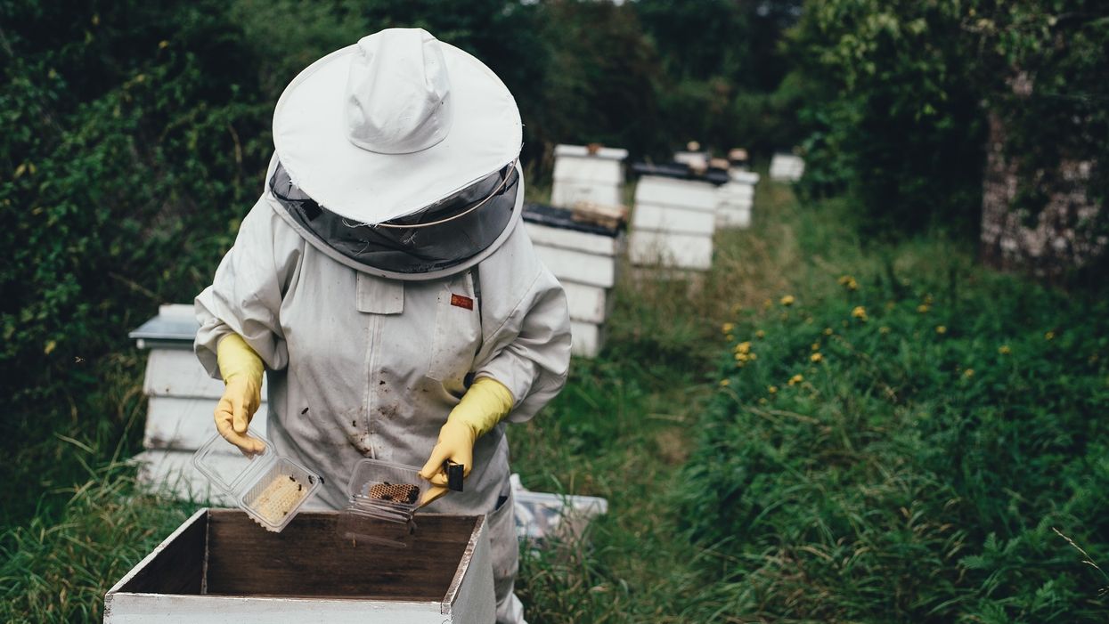 Virginia is giving away beehives to residents so we know where to look for fresh honey