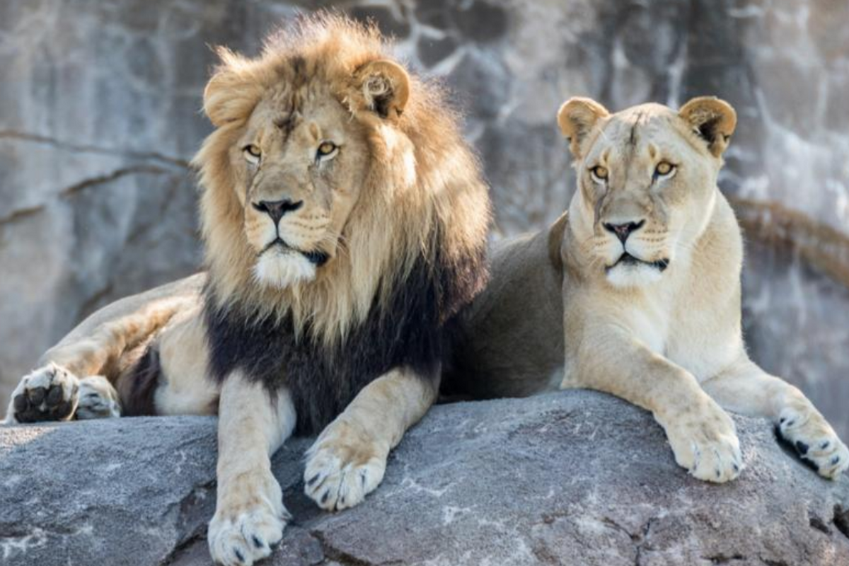 People can't stop laughing at this video of Japanese zoo employees practicing a lion escape drill.