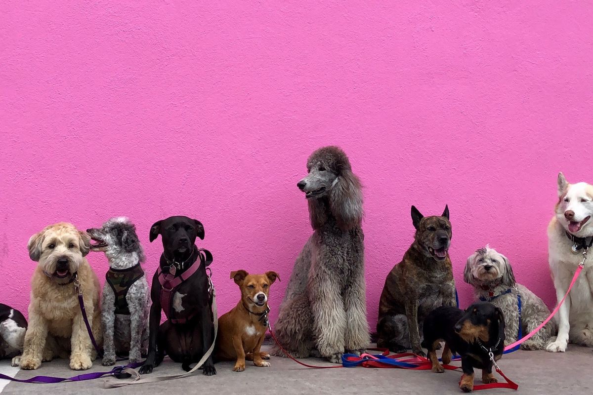 9 dogs of different breeds stand before a pink background