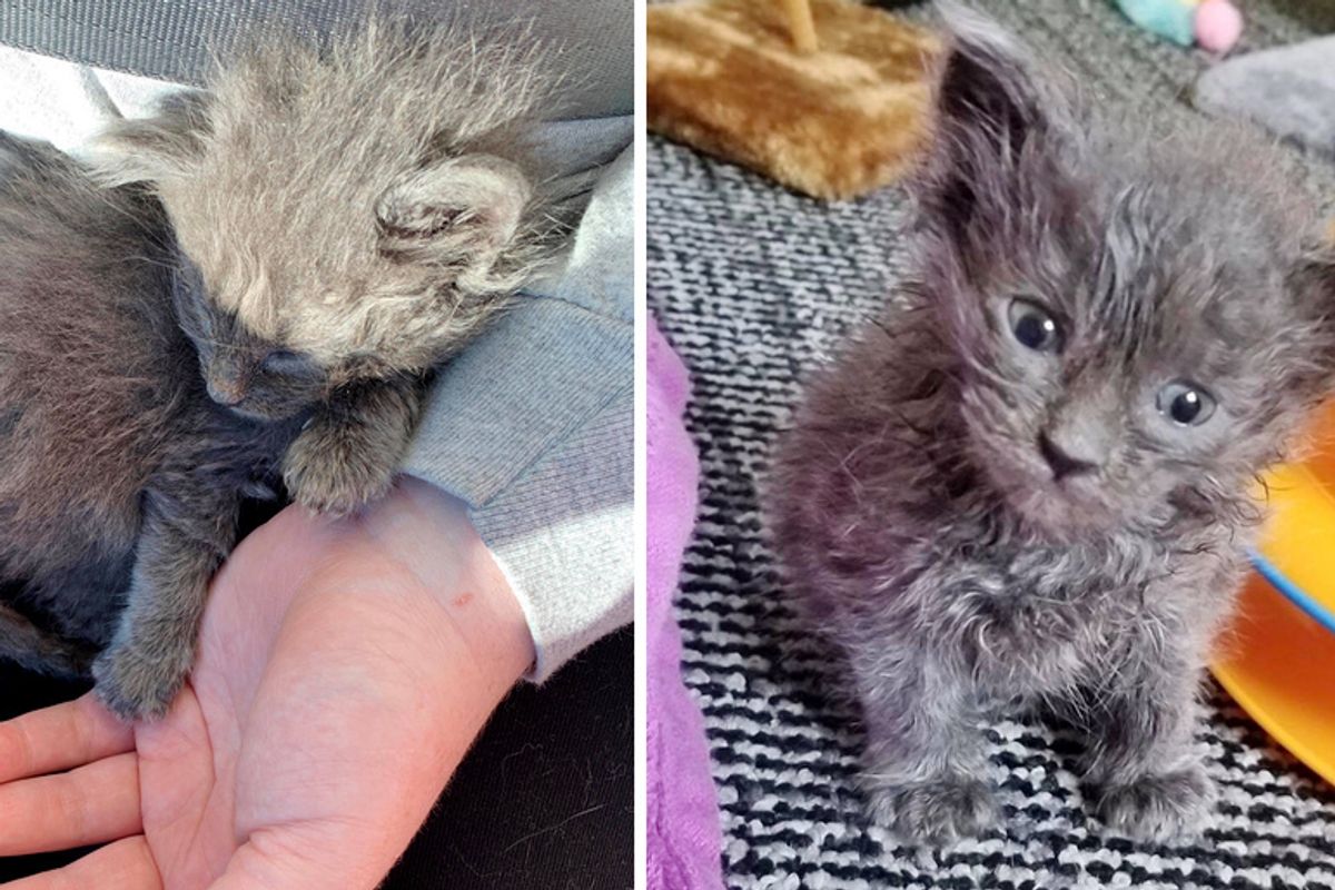 Woman Rescues Kitten When No One Else Could - the Kitty Can't Stop Cuddling Her
