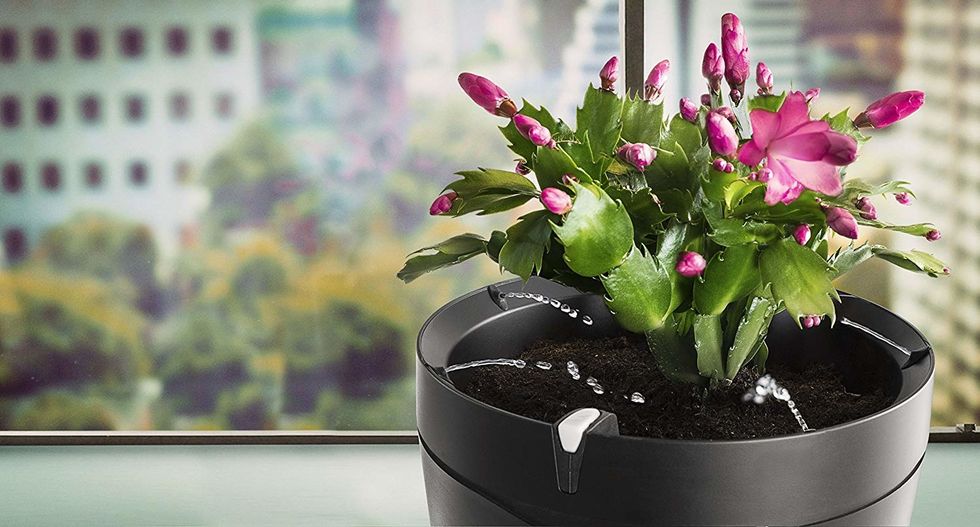 Photo of the Parrot Pot smart planter