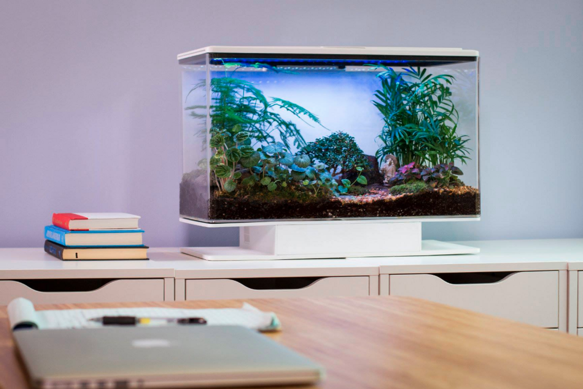 Photo of the SmartTerra indoor planter