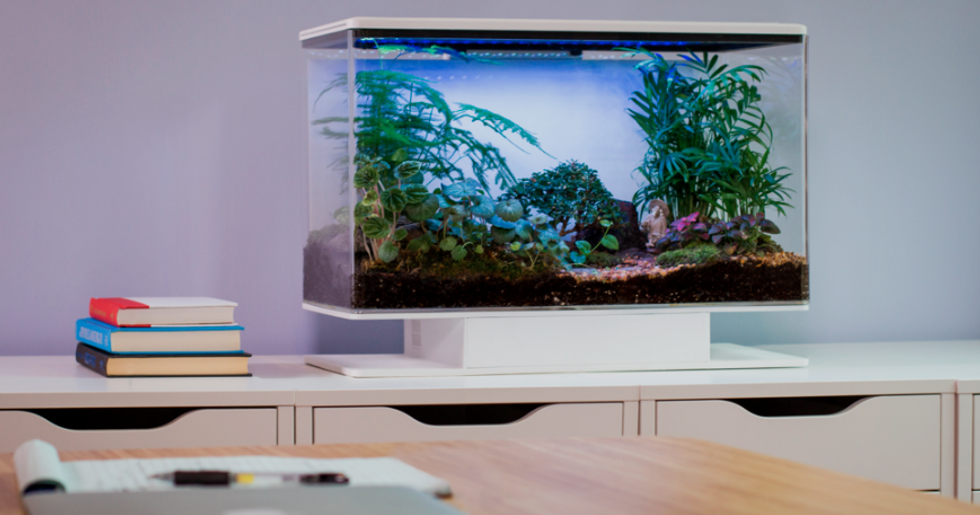 Photo of the SmarTerra indoor planter