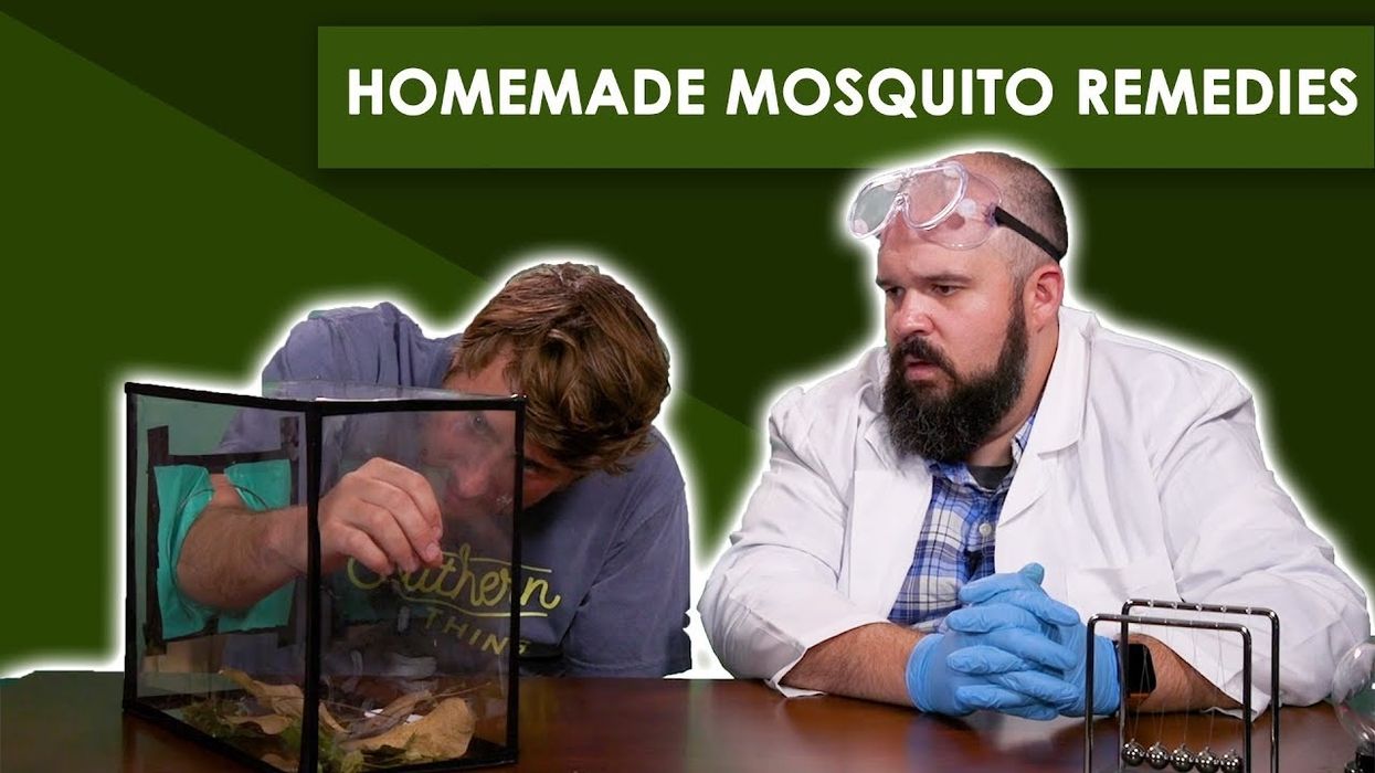 Grandma's Mosquito Remedies -- Bless Your Rank