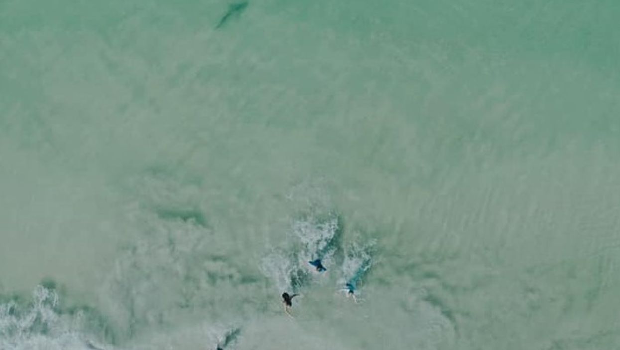 Florida dad using drone unexpectedly spots shark swimming near his kids