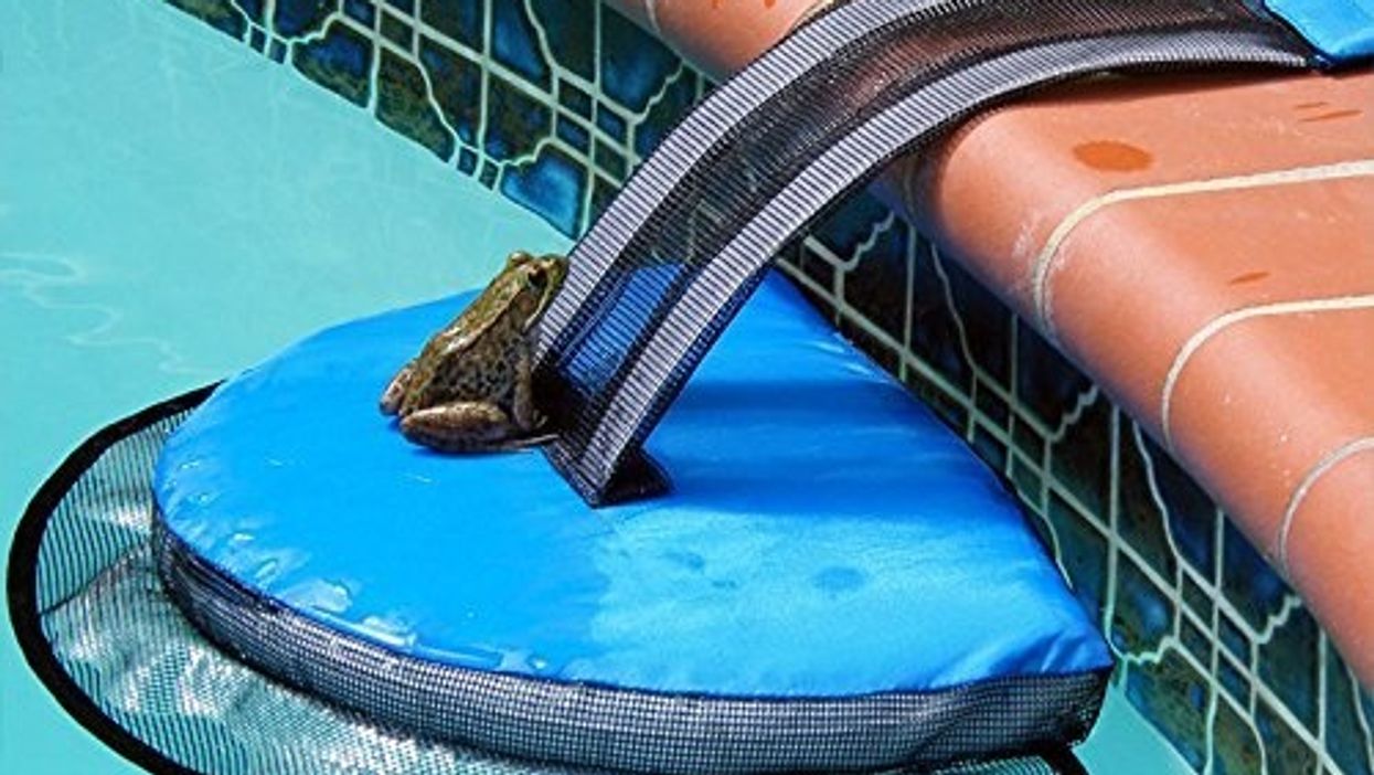 This mini water ramp helps frogs and other animals escape your pool