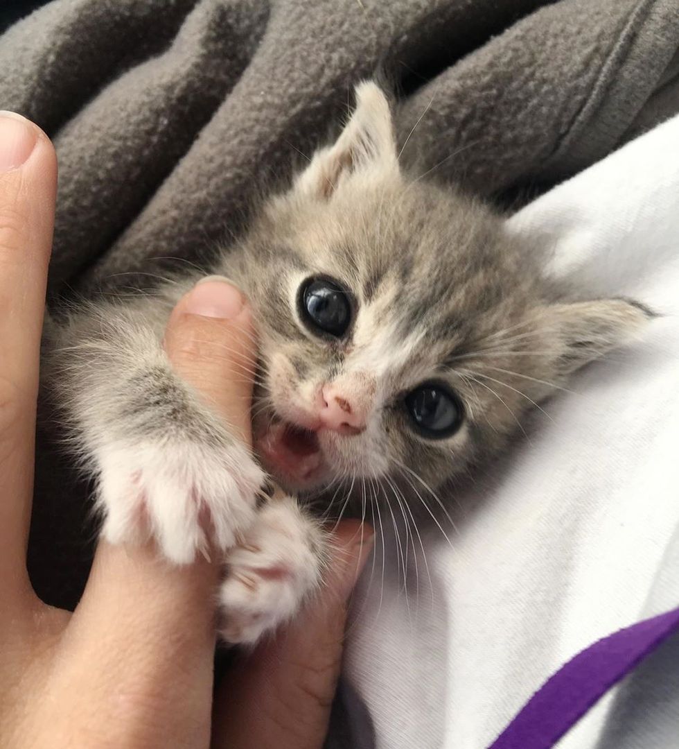 Kitten Found Alone on a Porch is So Happy to be Rescued After Meowing ...