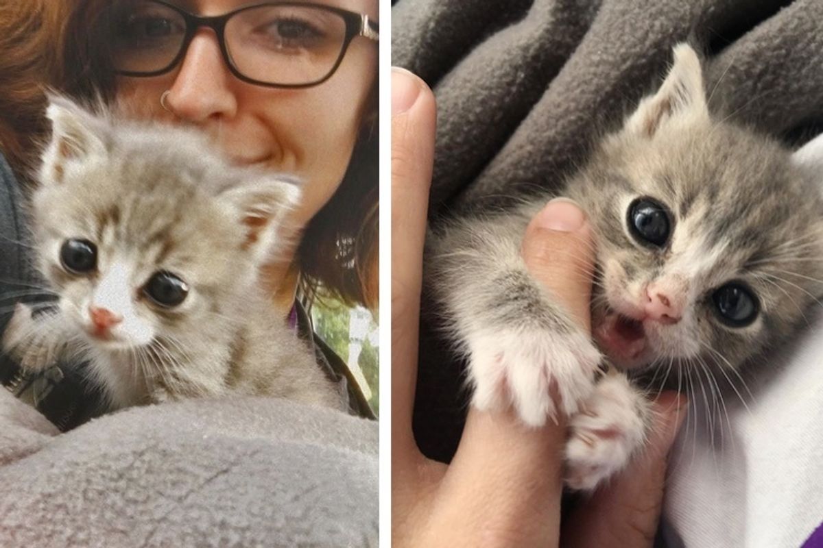 Kitten Found Alone on a Porch is So Happy to be Rescued After Meowing for Days
