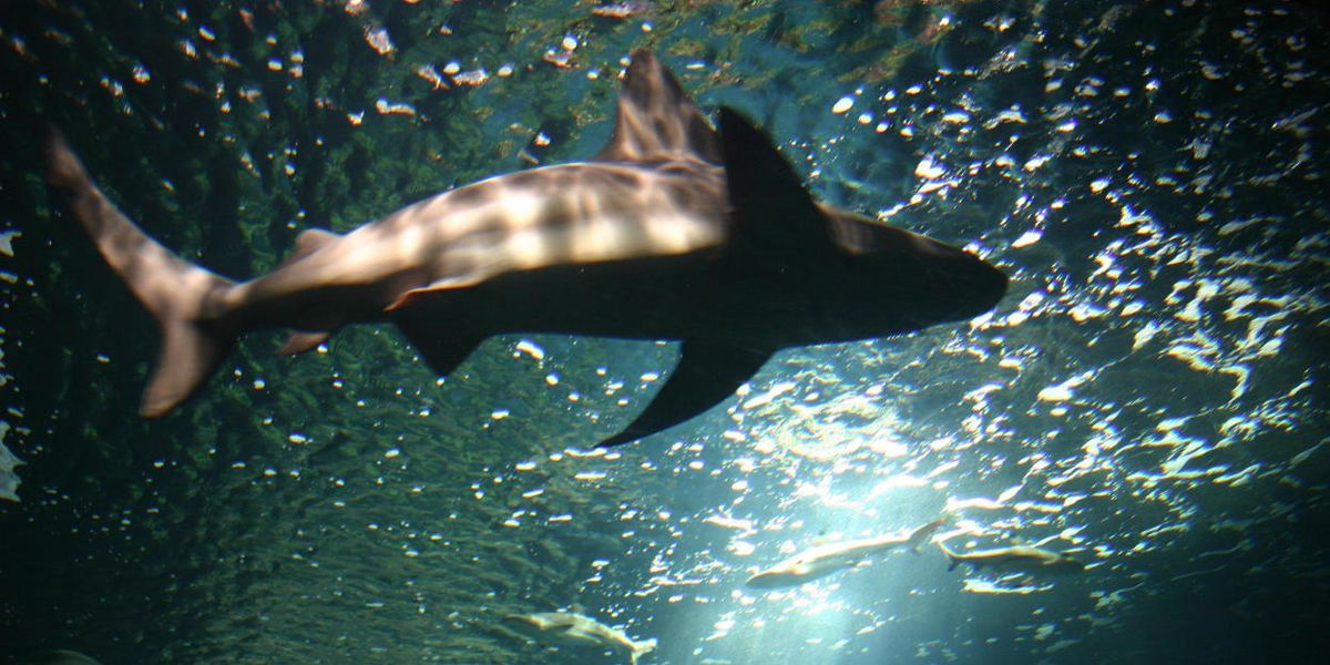 Peter Dykstra: Shark porn