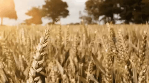 Grano «sovrano». Non è una questione di autarchia, è che noi italiani lo facciamo meglio