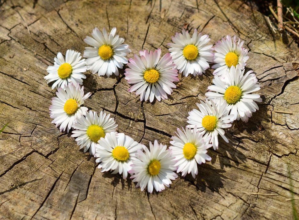 https://pixabay.com/photos/daisy-heart-flowers-flower-heart-712892/