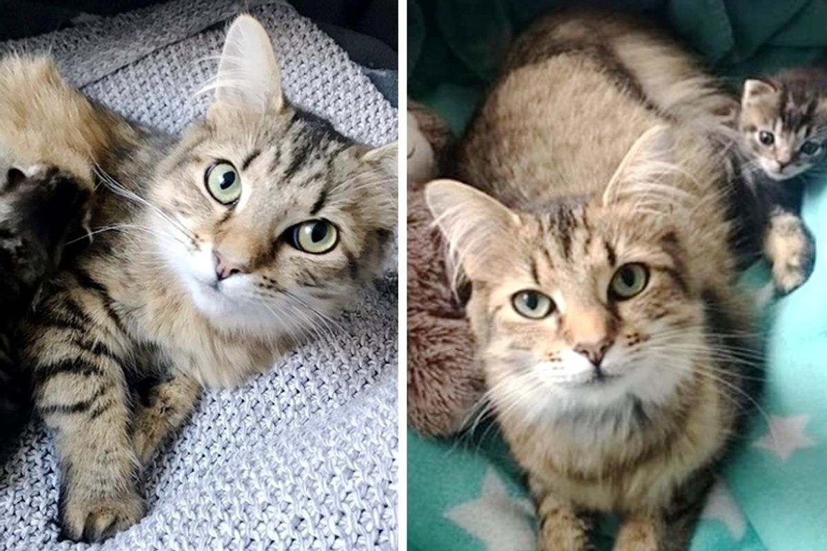 Rescuer Helps Cat Raise Her Only Kitten So They Will Never Be Apart