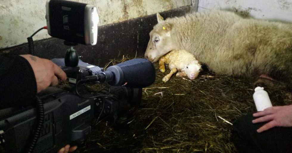 Embrace Your Inner Couch Baa’tato With a Televised Lamb-athon